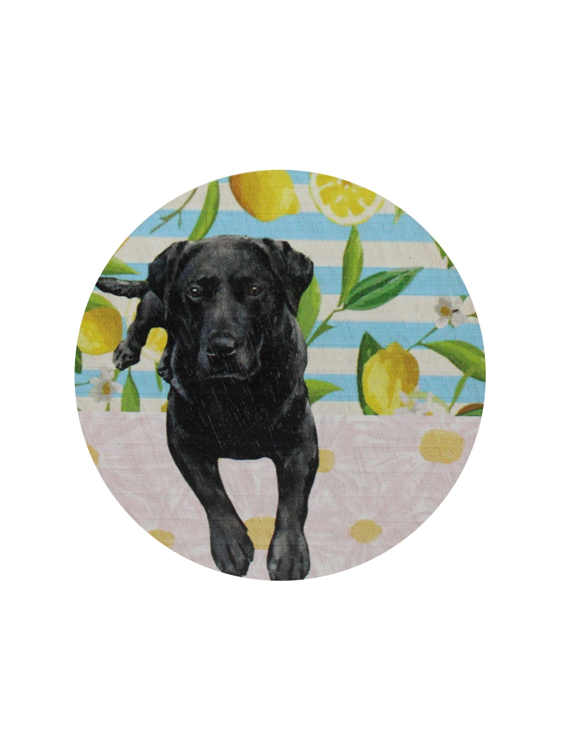 Sand Fog Sand + Paws Tropical Citrus 12 oz scented candle - Image 4