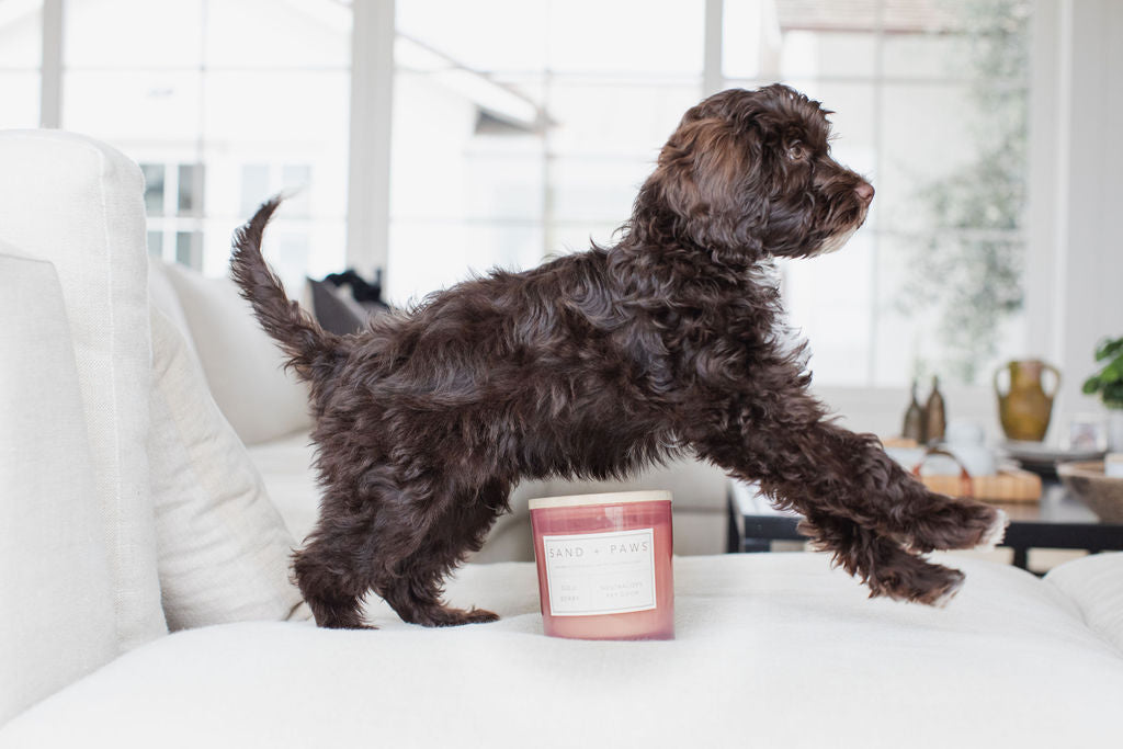Sand Fog Sand + Paws Goji Berry 21 oz scented candle - Image 5