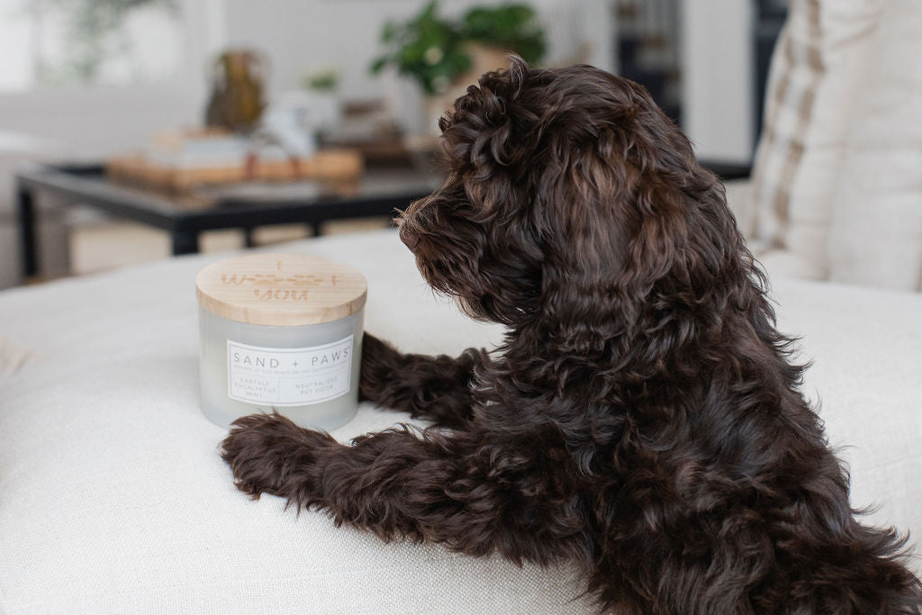Sand Fog Sand + Paws Earthly Eucalyptus Mint 12 oz scented candle - Image 5
