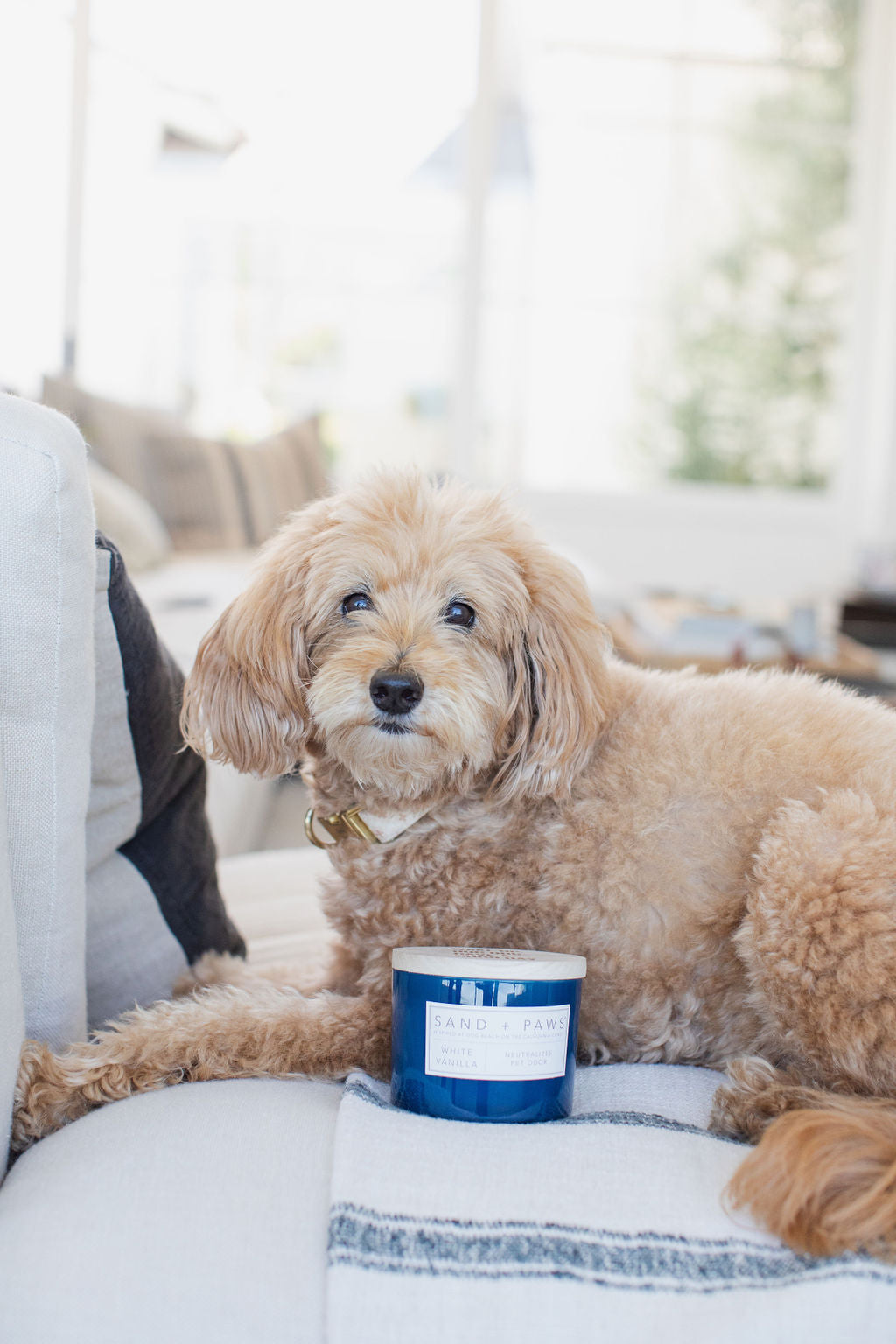 Sand Fog Sand + Paws White Vanilla 12 oz scented candle - Image 5
