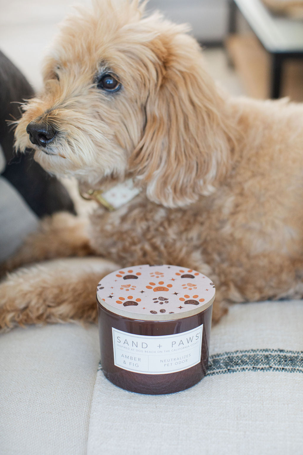 Sand Fog Sand + Paws Amber & Fig 12 oz scented candle - Image 2