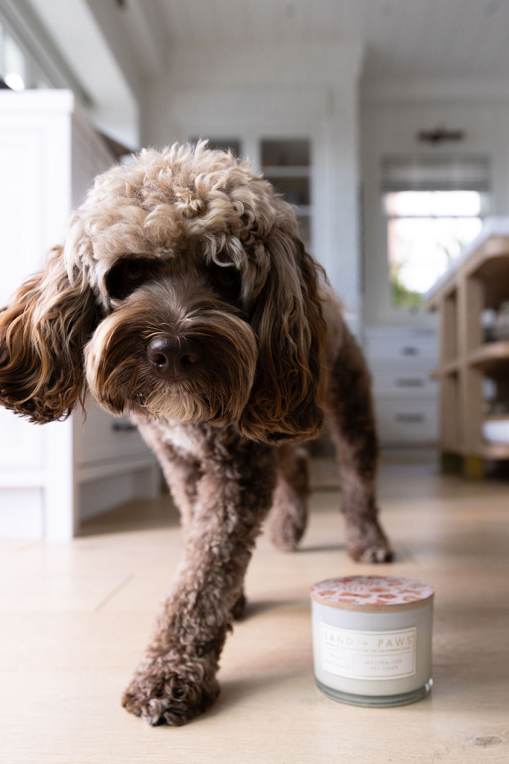 Sand Fog Sand + Paws Spiced Gingerbread 12 oz scented candle - Image 5