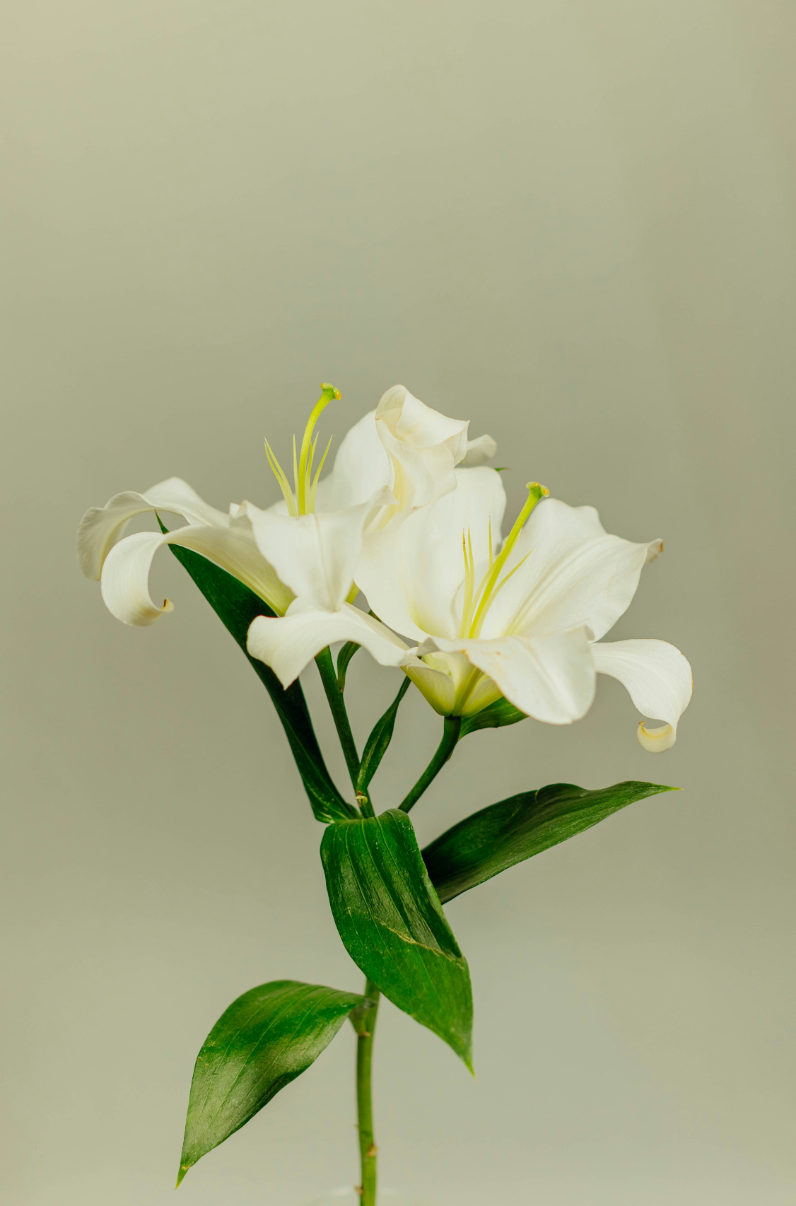 Sand Fog Gardenia 100 ml Reed Diffuser - Image 2