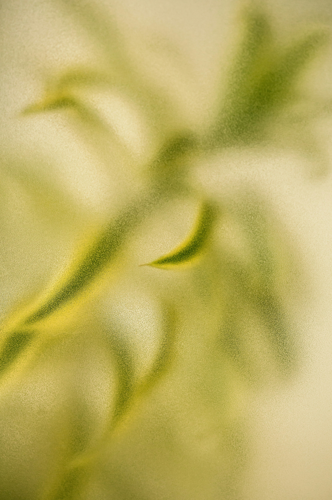 Sand Fog Lemongrass 12 oz scented candle - Image 2