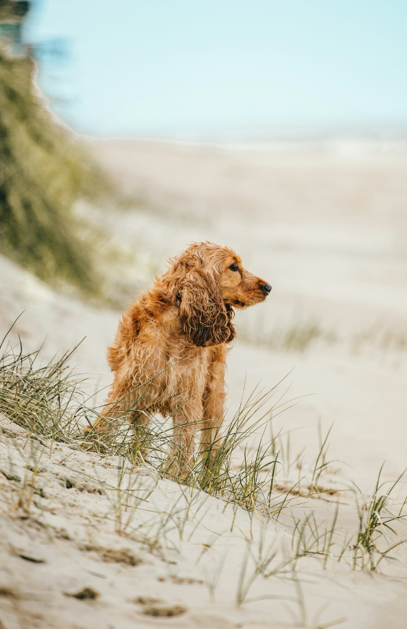 Sand Fog Sand + Paws Sun-n-Fun 12 oz scented candle - Image 2