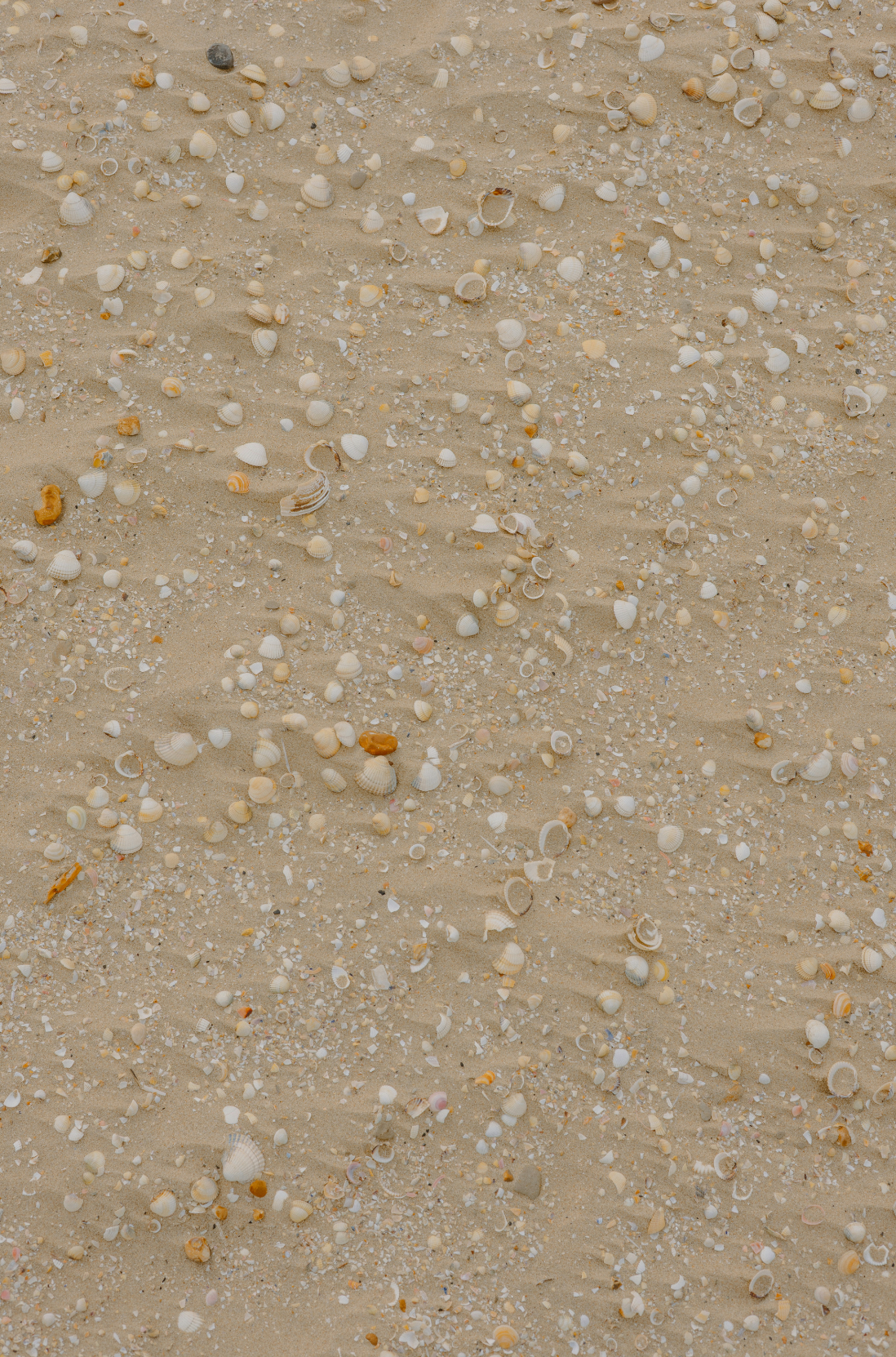 Sand Fog Ocean & Sea Salt 100 ml Reed Diffuser - Image 2