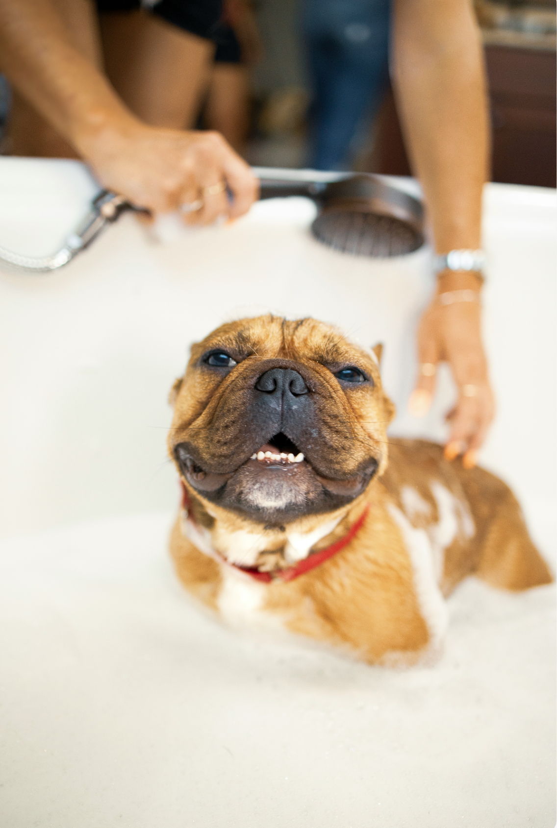Sand Fog Sand + Paws Pet Shampoo & Conditioner - Vanilla Coconut - Image 2